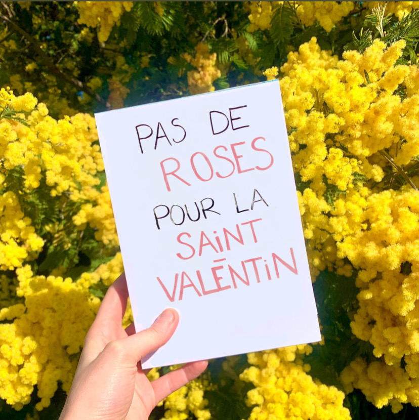 Pancarte pas de roses pour la Saint-Valentin sur fond de mimosas.