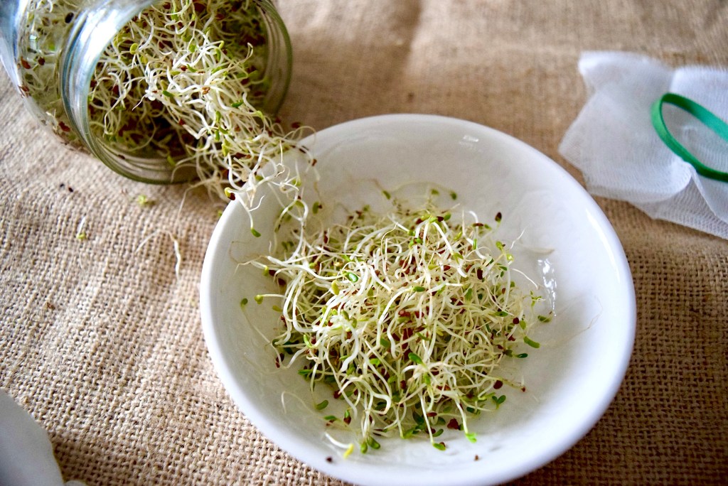 Faire germer des graines sans germoir. 