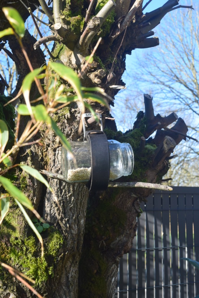Un bocal avec une branche attachée avec une ceinture est suspendu à un arbre.